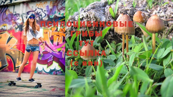 PSILOCYBIN Новодвинск